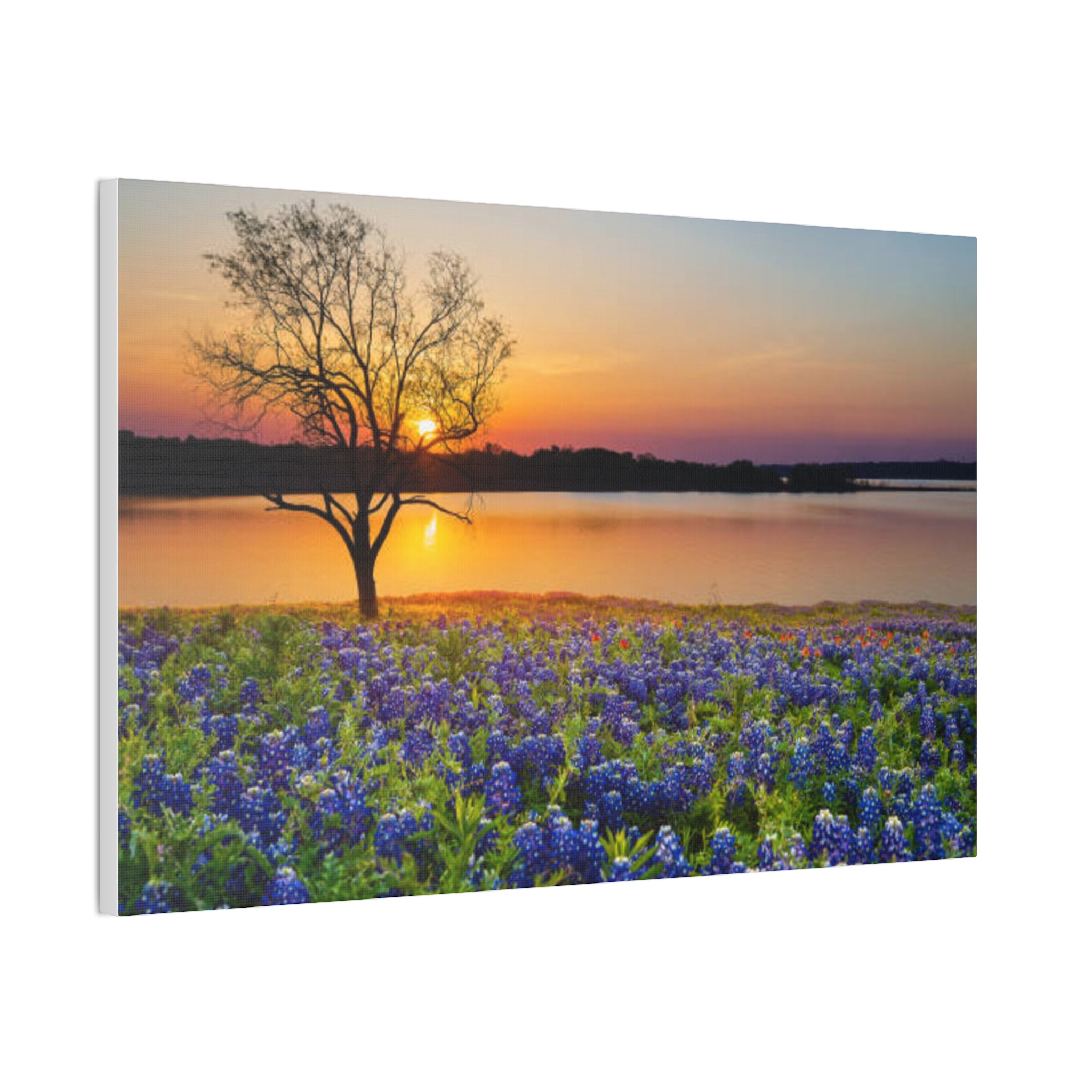 Canvas Wall Art - Bluebonnet Sunrise Landscape
