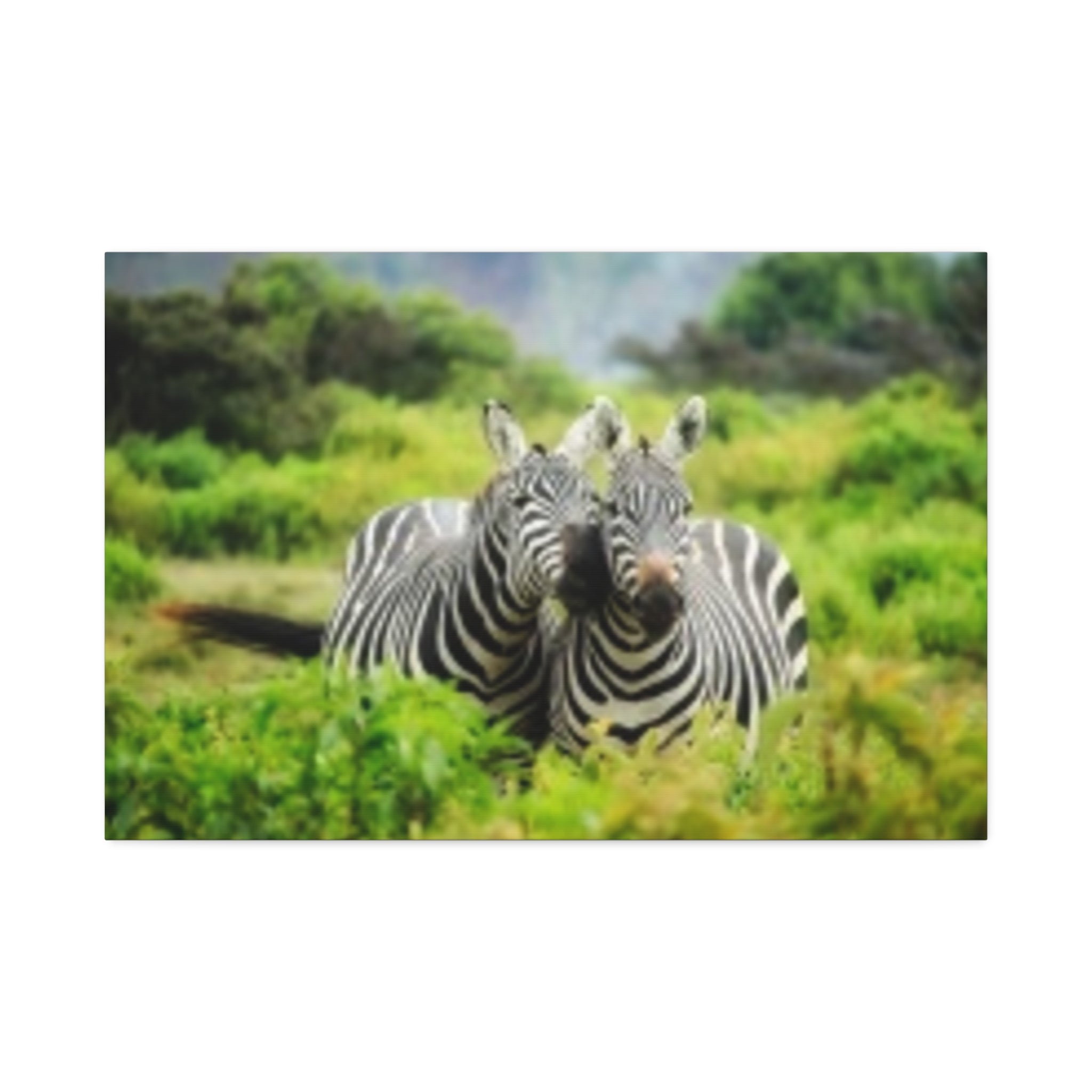 Zebra Pair Canvas Print - Stretched 1.5" Wildlife Wall Art