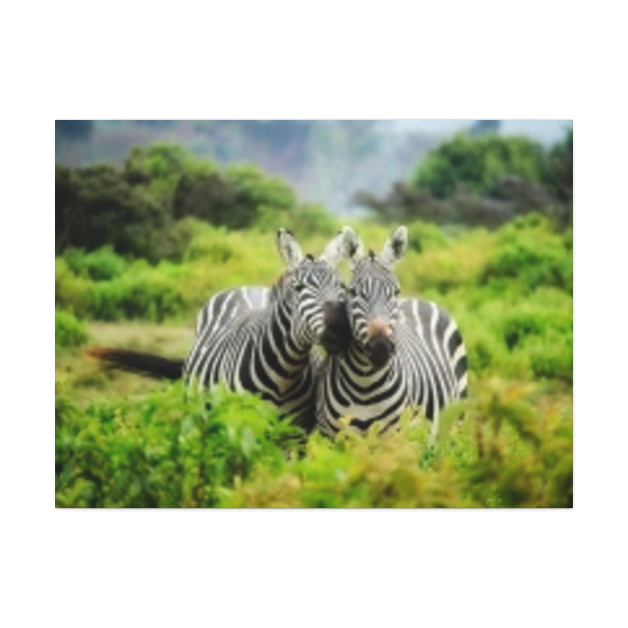 Zebra Pair Canvas Print - Stretched 1.5" Wildlife Wall Art